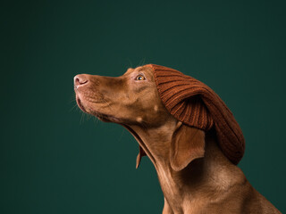 Portrait of a Hungarian vizsla with a hat on a green background