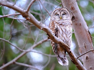 Barred owl