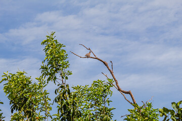 natural landscape in Serra do Cipo, State of Minas Gerais, Brazil