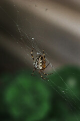 A spider sitting on a web on a dark green background. A spider web with a close-up on a blurry background. A spider in a web. Vertical image. Selective focus, close-up image.