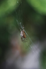 A spider sitting on a web on a dark green background. A spider web with a close-up on a blurry background. A spider in a web. Selective focus, close-up image. Vertical image.