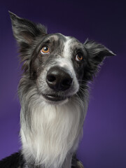 Portrait of a marble border collie on a violet background