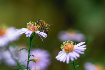 A dark pink aster flower with a bee on a flower on a green blurred background. A bee on a purple flower. The bee collects nectar for wintering. A honey bee on a blue aster. Selective focus.