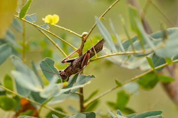 grasshopper in Serra do Cipo, State of Minas Gerais, Brazil