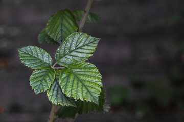 Different green leaves on a branch. A branch with green foliage on a dark background. Selective focus, close-up image. Spring tender leaves on a branch close-up.