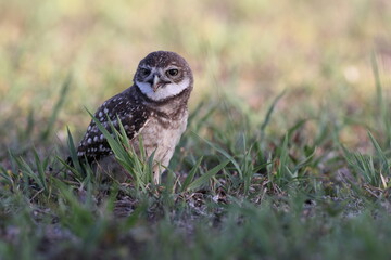 Burrowing Owl (Athene cunicularia) Cape Coral Florida USA