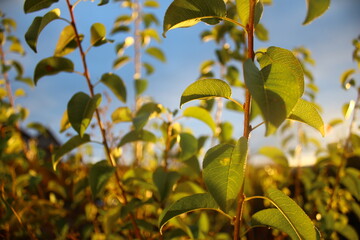 Green tree leaves on a blue sky background in sunny day
