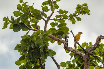 bird in Serra do Cipo, State of Minas Gerais, Brazil