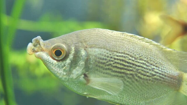 Closeup shot of a kissing gourami fish in an aquarium - Helostoma temminckii