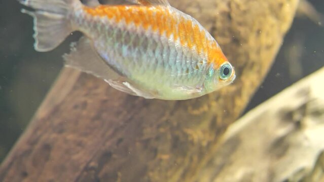 Closeup shot of a Congo tetra fish in an aquarium - Phenacogrammus interruptus