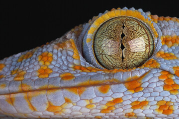 Fototapeta na wymiar A close-up of the head of a Tokay Gecko 