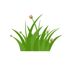 Green Grass Isolated on White Background,flowers