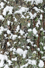 Bark of a tree with moss, covered with snow after a snowfall in the forest. Relief texture of the brown bark of a tree with green moss and snow on it