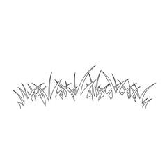 Green Grass Isolated on White Background,flowers