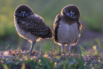 Naklejka premium Burrowing Owl (Athene cunicularia) Cape Coral Florida USA