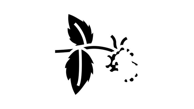 sweet raspberry fruit glyph icon animation