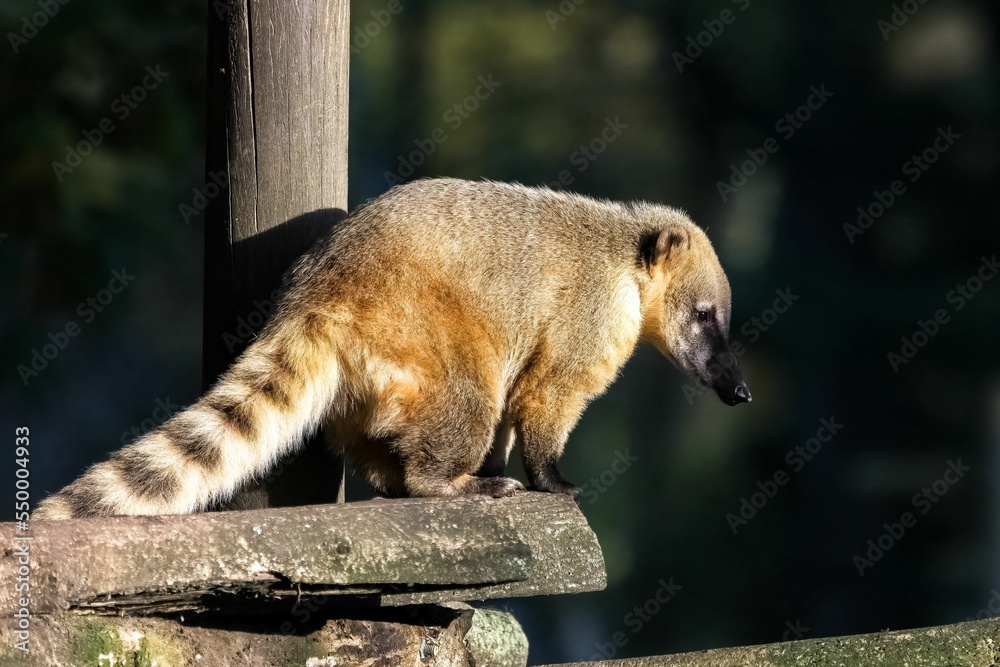 Poster a brown coati, portrait - Posters