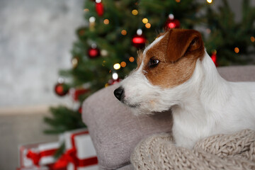 Wire Haired Jack Russell Terrier puppy as christmas present for children concept. Rough coated pup by the decorated holiday tree, festive bokeh lights. Close up, copy space, cozy interior background.