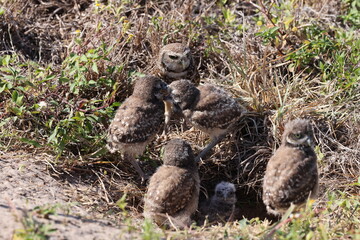 Burrowing Owl (Athene cunicularia) Cape Coral Florida USA