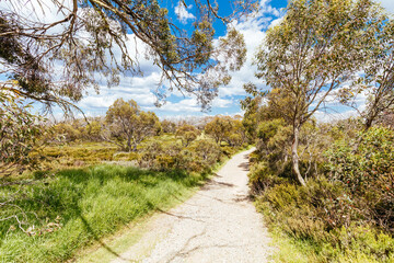 Wallace Hut Trail near Falls Creek in Australia