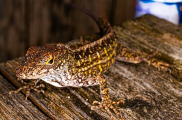 Lizard