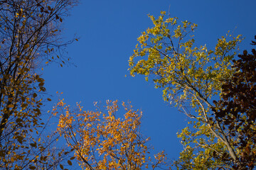 Fall autumn in the colorful forest, leafs on the ground, half empty trees