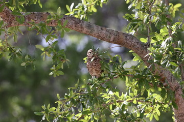 Burrowing Owl (Athene cunicularia) Cape Coral Florida USA