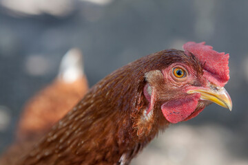 gallina gallo de campo en granja