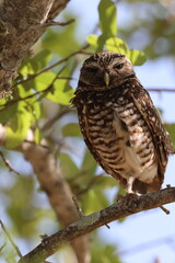 Burrowing Owl (Athene cunicularia) Cape Coral Florida USA