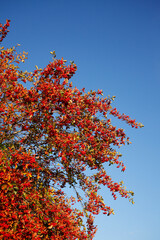 Vogelbeerbaum (Sorbus aucuparia) mit Früchten im Herbst, Vogelbeeren, Deutschland