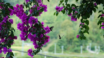 Several butterflies flying around the purple flowers blooming in the garden in summer