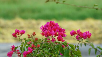 The beautiful pink flowers blooming in the garden in summer