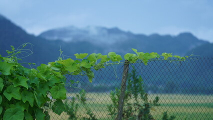 The green ivy creeping and growing along the frame in the countryside
