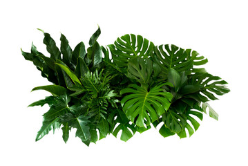 Plant leaves Green nature Tropical forest isolated on transparent background - png © eakarat