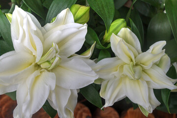 Fototapeta na wymiar White Oriental Lily (Roselily/Lilyrose) Hybrid Flowers.
