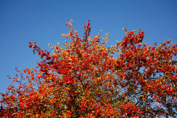 Vogelbeerbaum (Sorbus aucuparia) mit Früchten im Herbst, Vogelbeeren, Deutschland