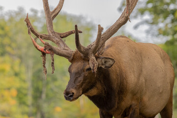 The elk, also known as the wapiti, is one of the largest species within the deer family. These light colored  Elk are related to deer but are much larger.  This male elk is losing its velvet.