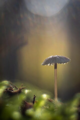 Märchenhafte Szene im Wald mit Pilzen und Ästen, die wie Schnecken aussehen, fotografiert mit einem Vintage Objektiv