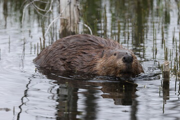 North American Beaver (Castor canadensis) Alberta Canada