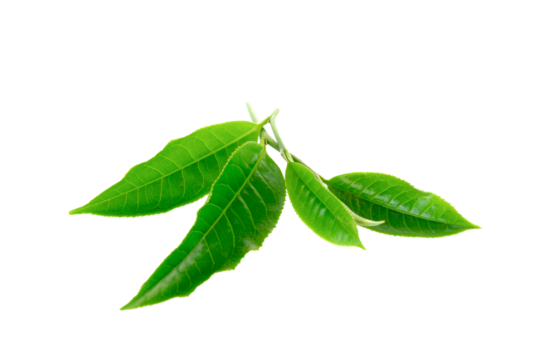 Green tea leaf isolated on transparent png
