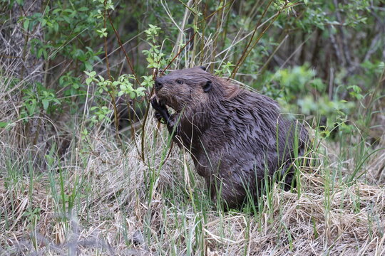 North American Beaver (Castor canadensis) Alberta Canada