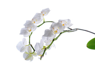 Fototapeta na wymiar Orchid flower isolated on a white background.