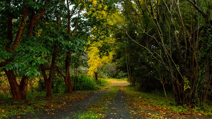 Fototapeta na wymiar path in the autumn forest