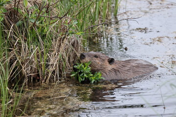 North American Beaver (Castor canadensis) Alberta Canada