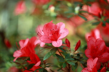 red flower in the garden