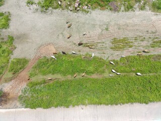 herd of cows being herded