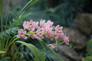pink flowers in the garden