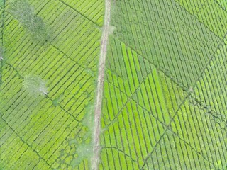 Aerial view of beautifully patterned tea fields. Natural landscape photo concept.