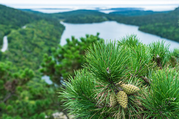 A branch of a mountain pine with cones on a mountain top close-up against a lake in the Acadia National Park, Mine, USA