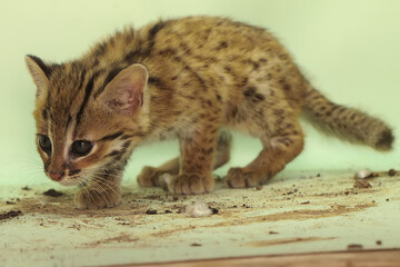 The appearance of a baby leopard cat is cute and adorable. This nocturnal mammal that lives in...